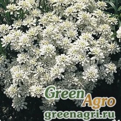 Иберис вечнозеленый Iberis sempervirens Snowflake White Raw 5000