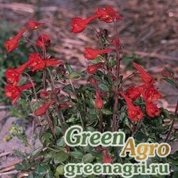 Дельфиниум голостебельный Delphinium nudicaule REDCAP RED Raw 1000