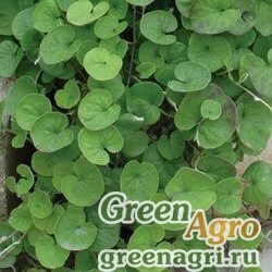 Дихондра серебристая ползучая Dichondra argentea repens Emerald Falls Multi-pelleted 100