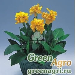 Канна садовая Canna generalis Tropical Yellow Raw 1000