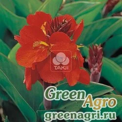 Канна садовая Canna generalis Tropical Red Raw 1000