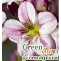Семена Камнеломка Арендса (Saxifraga arendsii) "Highlander" (rose shades) Raw 1000 шт.