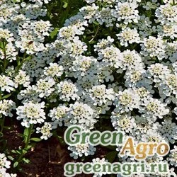 Семена Иберис вечнозеленый (Iberis sempervirens) "Tahoe" (white) raw 1000 шт.