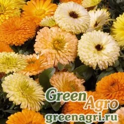 Семена Календула лекарственная (Calendula officinalis) "Bon Bon" (mix) raw 1000 шт.