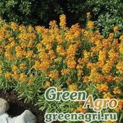 Желтушник Erysimum species CITRONA YELLOW Raw 1000