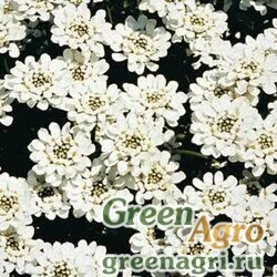 Иберис вечнозеленый (Iberis sempervirens) "Snowflake" (white) raw 1000 шт.