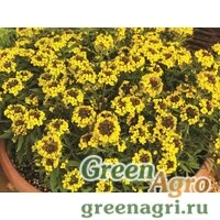 Семена Желтушник гибридный (Erysimum hybridum) "Canaries" (yellow) Raw 1000 шт.