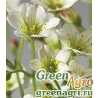 Семена Камнеломка Арендса (Saxifraga arendsii) "Highlander" (white) raw 1000 шт.