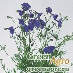 Дельфиниум крупноцветковый Delphinium grandiflorum BLUE PYGMY BLUE Raw 5000
