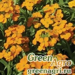 Желтушник Erysimum species CITRONA ORANGE Raw 1000
