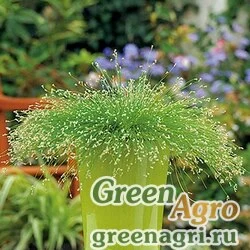 Изолепис поникший Isolepis cernua Fibre Optics Pelleted 1000