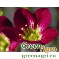 Семена Камнеломка Арендса (Saxifraga arendsii) "Highlander" (red) raw 1000 шт.