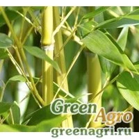 Семена Бамбук тростниковый (Bambusa arundinacea) 30 г