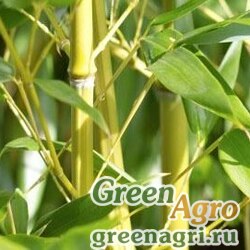 Семена Бамбук тростниковый (Bambusa arundinacea) 30 г