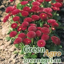 Семена Маргаритка Тассо Ред 250драже