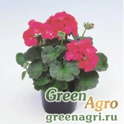 Семена Пеларгония зональная Апаче Виолет 100шт