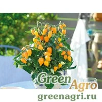 Семена Томат (Lycopersicon esculentum) "Plumbrella" (orange) raw 1000 шт.