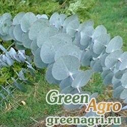 Семена Эвкалипт припудренный (Eucalyptus pulverulenta) "Baby Blue" raw 1000 шт.
