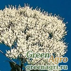 Трахелиум синий (Trachelium caeruleum) "Lake Louise" (white) pelleted 1000 шт.