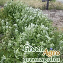 Семена Полынь индийская (Artemisia princeps) 30 гр.