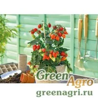 Семена Томат (Lycopersicon esculentum) "Plumbrella" (red) raw 1000 шт.