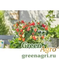 Семена Томат (Lycopersicon esculentum) "Plumbrella" (rosy-pink) raw 1000 шт.