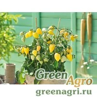 Семена Томат (Lycopersicon esculentum) "Plumbrella" (creamy-yellow) raw 1000 шт.