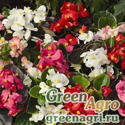 Семена Бегония вечноцветущая (зеленая и бронзовая листва) (Begonia semperflorens) "Bada Total F1" (mix) raw 1000 шт.