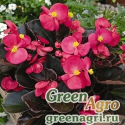 Семена Бегония вечноцветущая (бронзовая листва) (Begonia semperflorens) "Bada Boom F1" (rose) raw 1000 шт.