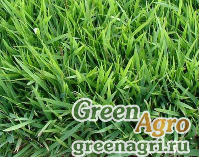 Zoysia japonica 15 Sheffild 8 8412 25 10 16
