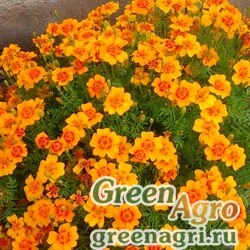 Семена Бархатцы нителистные (Tagetes filifolia) "Dropshot" raw 1000 шт.