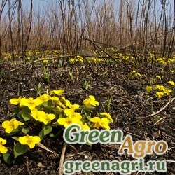 Семена Фиалка желтолепестковая (Viola xanthopetala) 2 гр.