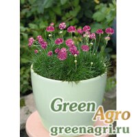 Семена Армерия морская (Armeria maritima) "Morning Star" (Deep Rose) raw 1000 шт. Семена Армерия морская (Armeria maritima) "Morning Star" (Deep Rose) raw 1000 шт.