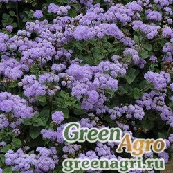 Семена Агератум мексиканский (Ageratum houstonianum) "High Tide F1" (blue) pelleted 100 шт.
