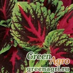 Семена Колеус гибридный (Coleus х hybrida) "Kong" (red) pelleted 100 шт.