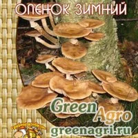 Мицелий Опенок зимний (12 шт.)