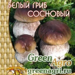 Мицелий Белый гриб сосновый (60мл.)