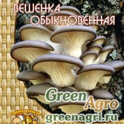 Мицелий Вешенка обыкновенная (12шт.)