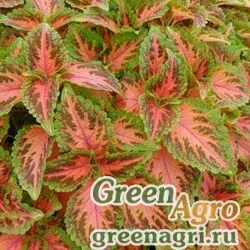 Семена Колеус гибридный (Coleus х hybrida) "Wizard" (rose) raw 1000 шт.