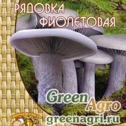 Мицелий Рядовка фиолетовая
