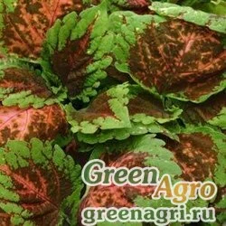 Семена Колеус гибридный (Coleus х hybrida) "Kong" (salmon pink) pelleted 100 шт.