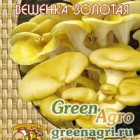 Мицелий Вешенка золотая или лимонная (12 шт.)