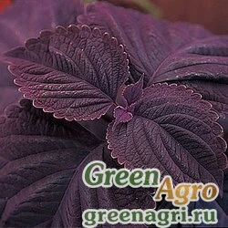 Семена Колеус Блюме (Coleus blumei) "Giant Exhibition" (palisandra) raw 1000 шт.