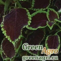 Семена Колеус гибридный (Coleus х hybrida) "Premium Sun" (chocolate mint) pelleted 100 шт.
