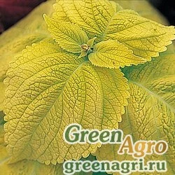 Семена Колеус Блюме (Coleus blumei) "Giant Exhibition" (limelight) raw 1000 шт.