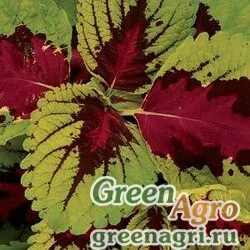 Семена Колеус гибридный (Coleus х hybrida) "Kong" (rose) pelleted 100 шт.
