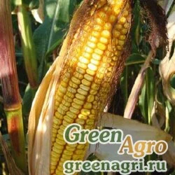 Семена Кукуруза, ДКС 3717, 1 п.е., Monsanto