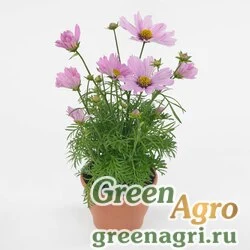 Семена Космея дваждыперистая (Cosmos bipinnatus) "Casanova" (pink) raw 1000 шт.
