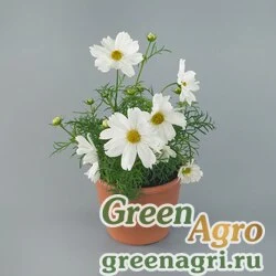 Семена Космея дваждыперистая (Cosmos bipinnatus) "Casanova" (white) raw 1000 шт.
