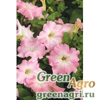 Семена Петуния крупноцветковая (Petunia grandiflora) "Mistral F1" (pearly) pelleted 1000 шт. Семена Петуния крупноцветковая (Petunia grandiflora) "Mistral F1" (pearly) pelleted 1000 шт.